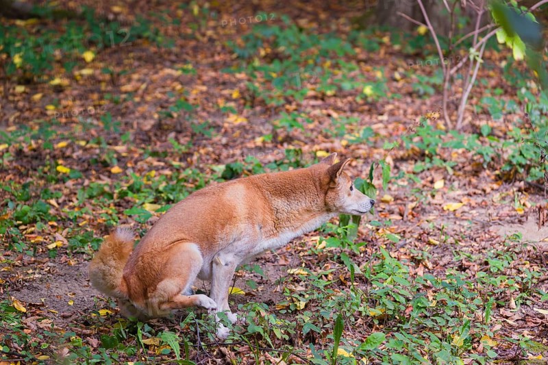 One New Guinea singing dog or New Guinea Highland dog (Canis hallstromi) (Canis dingo hallstromi, Canis familiaris) sits in the forest while defecating