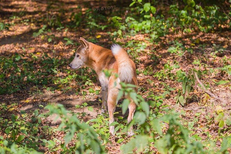 One New Guinea singing dog or New Guinea Highland dog (Canis hallstromi) (Canis dingo hallstromi, Canis familiaris) standing in the forest