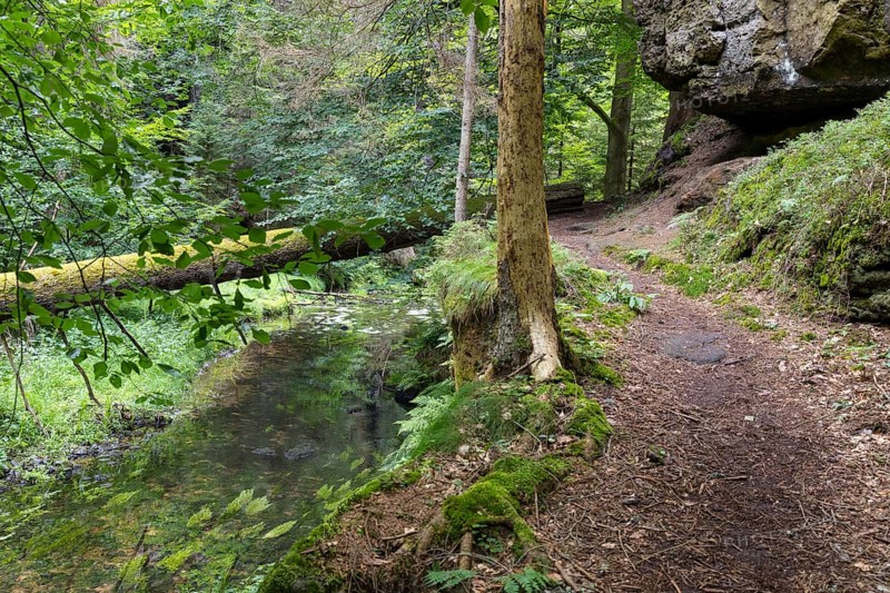 Hiking trail along the Kirnitzsch river in the Kirnitzschtal valley, Sebnitz, Saxon Switzerland, Saxony, Germany, Europe