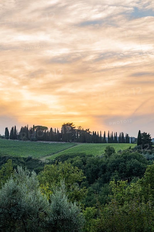 Tuscan landscape next to greve in Chianti and Montefioralle, country estate with vineyards, forests, olive trees and cypresses in Chianti, sunset, Chianti Region, Tuscany, Italy, Europe