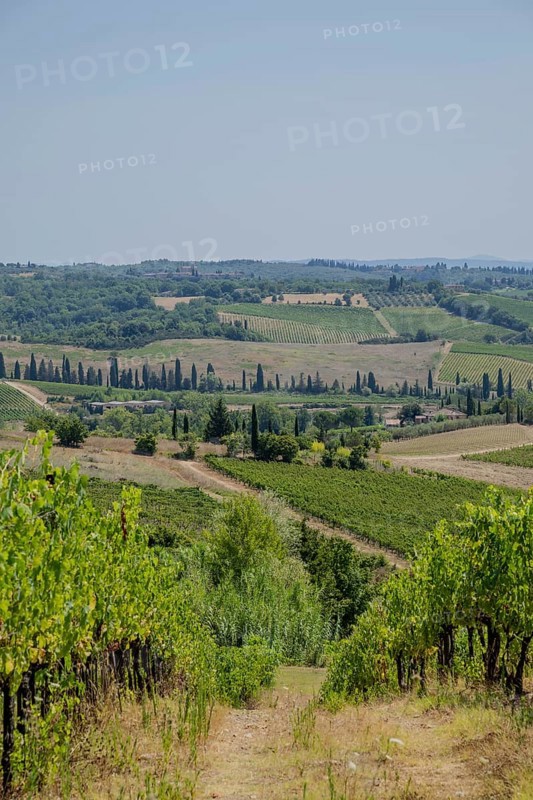Tuscan landscape, country estate with vineyards, forests, olive trees and cypresses in Chianti, Chianti Region, Tuscany, Italy, Europe