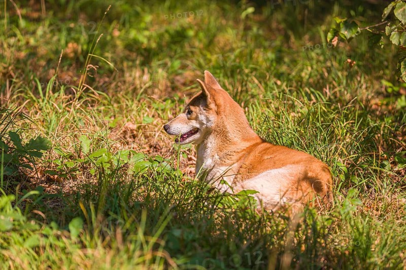 One New Guinea singing dog or New Guinea Highland dog (Canis hallstromi) (Canis dingo hallstromi, Canis familiaris) lying on a meadow, resting in bright sun light