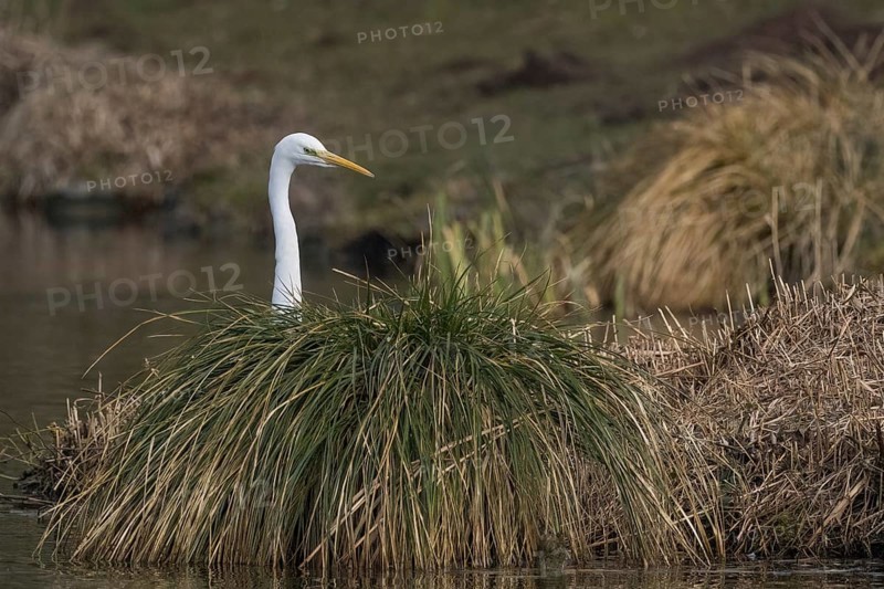 A Great White Egret (Ardea alba) looks out from behind a tuft of grass by the water, Hesse, Germany, Europe