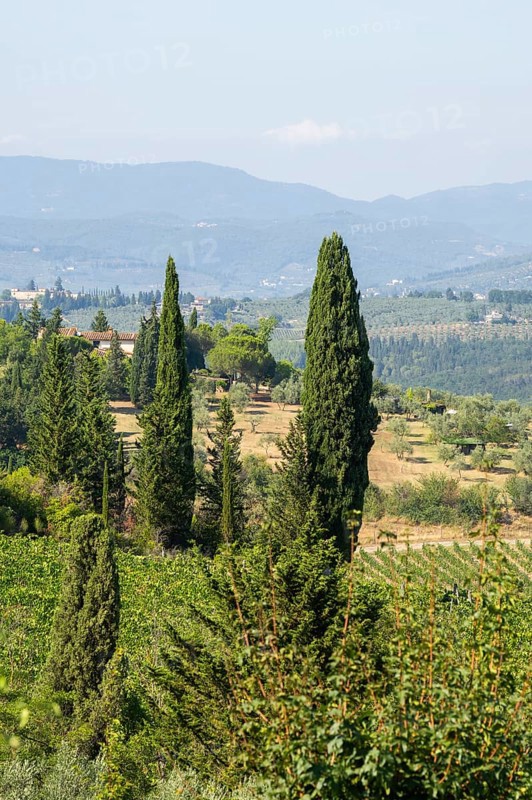 Tuscan landscape, country estate with vineyards, forests, olive trees and cypresses in Chianti, Chianti Region, Tuscany, Italy, Europe
