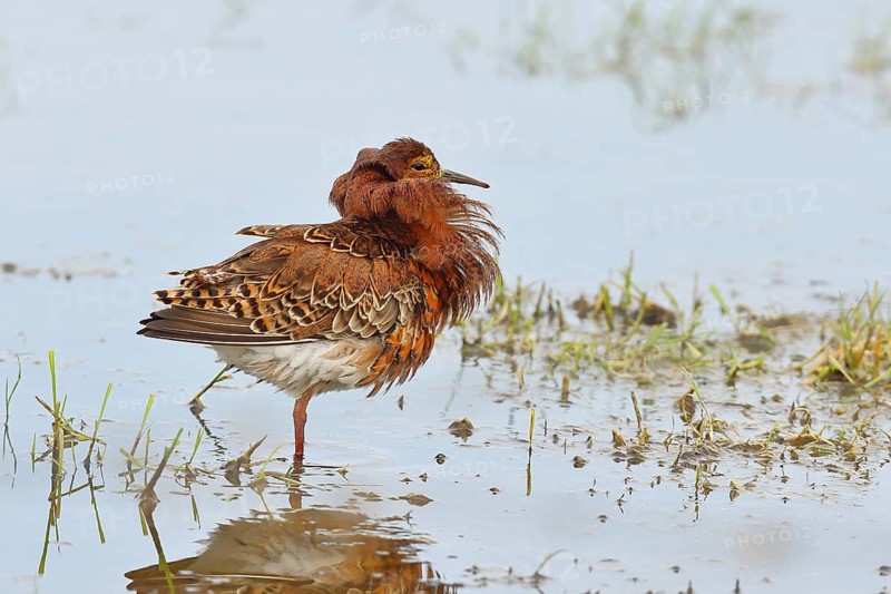 Ruff (Philomachus pugnax), adult male in splendid plumage with erect ruff, courtship display, standing in shallow water in the moor, imposing behaviour, snipe birds, wildlife, Ochsenmoor, Naturpark Dümmer See, Hüde, Lower Saxony, Germany, Europe