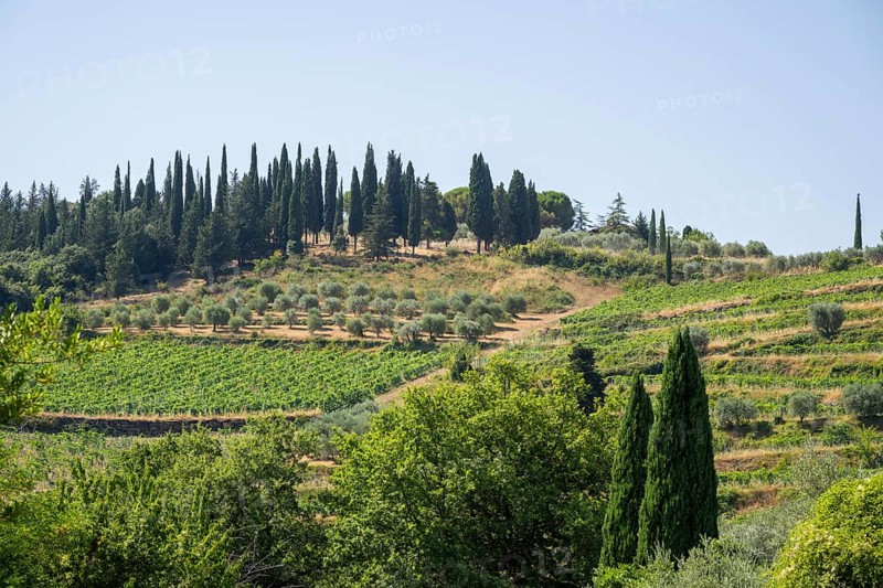 Tuscan landscape, country estate with vineyards, forests, olive trees and cypresses in Chianti, Chianti Region, Tuscany, Italy, Europe