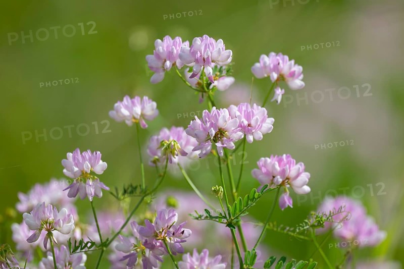 Colourful crown vetch (Securigera varia), flowering, Thuringia, Germany, Europe