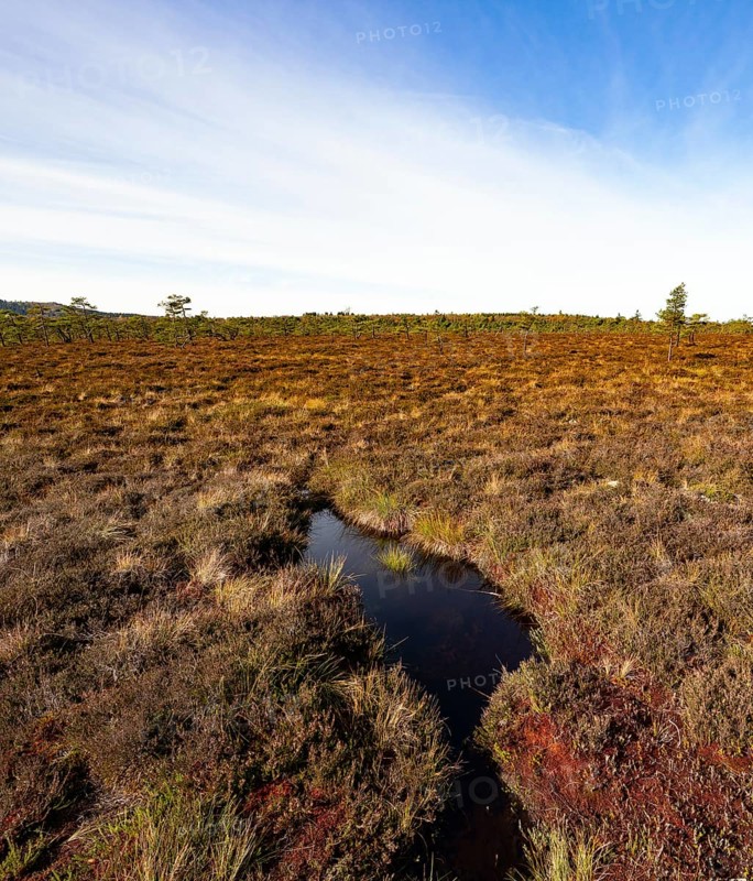 High moor Black Moor, blue sky and white clouds, near Fladungen, Bavarian Rhön Biosphere Reserve, Bavaria, Germany, Europe