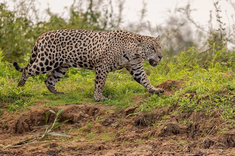 Jaguar (Panthera onca), upper edge of steep bank, Pantanal, Brazil, South America