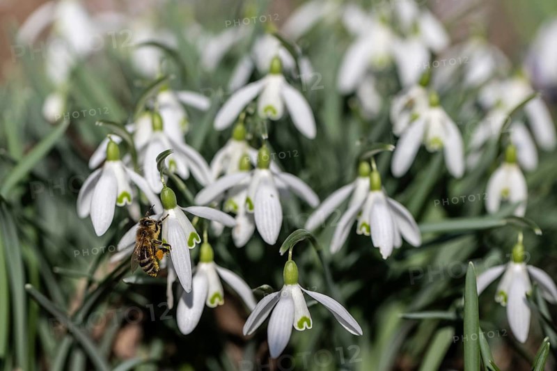 Snowdrop (Galanthus nivalis) with honeybee (Apis mellifera), Emsland, Lower Saxony, Germany, Europe