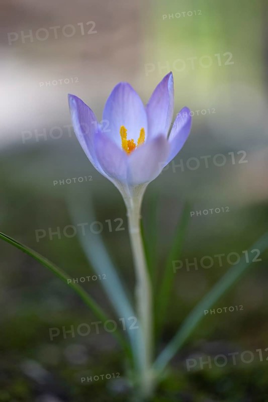 Elfin crocus (Crocus tommasianus), Emsland, Lower Saxony, Germany, Europe