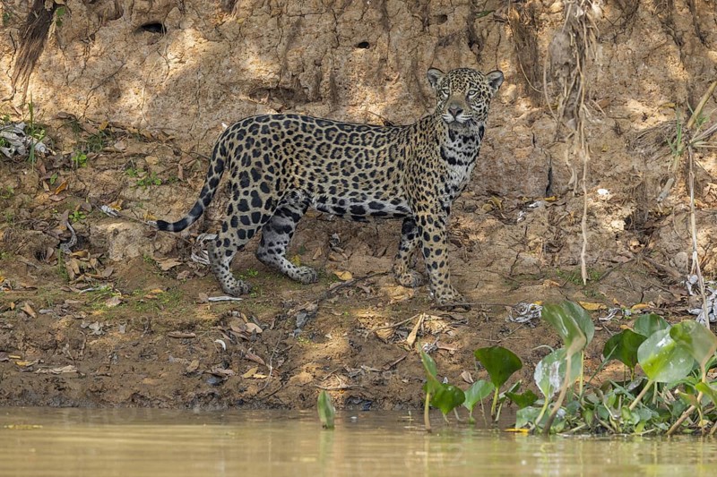 Jaguar (Panthera onca) on a steep bank, Pantanal, Brazil, South America