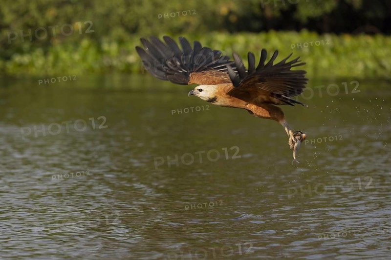 Fish hawk (Busarellus nigricollis), with fish, Pantanal, Brazil, South America
