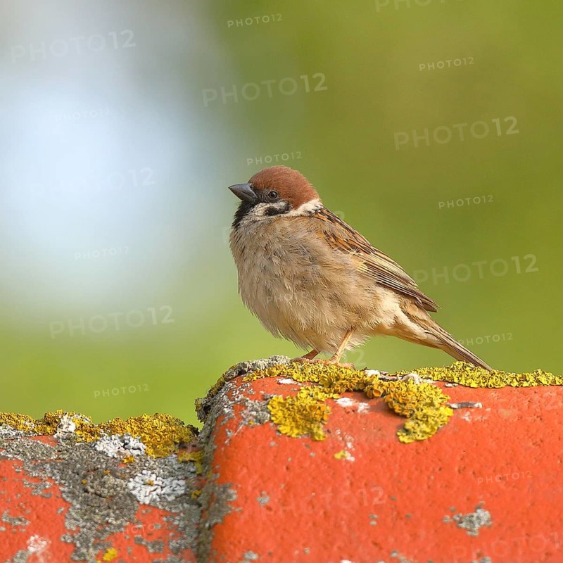Tree sparrow (Passer montanus) on the roof of a summerhouse, Burgenland, Austria, Europe