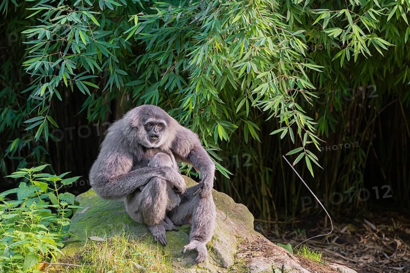 A female silver gibbon (Hylobates moloch) or Java gibbon sits with her baby in her arms on a rock in the forest