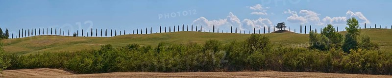 Cypress trees standing on top of a hill, Unesco world heritage site Crete Senesi, Italy, Europe