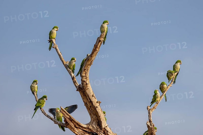 Monk parakeet (Myiopsitta monachus), group, Pantanal, Brazil, South America