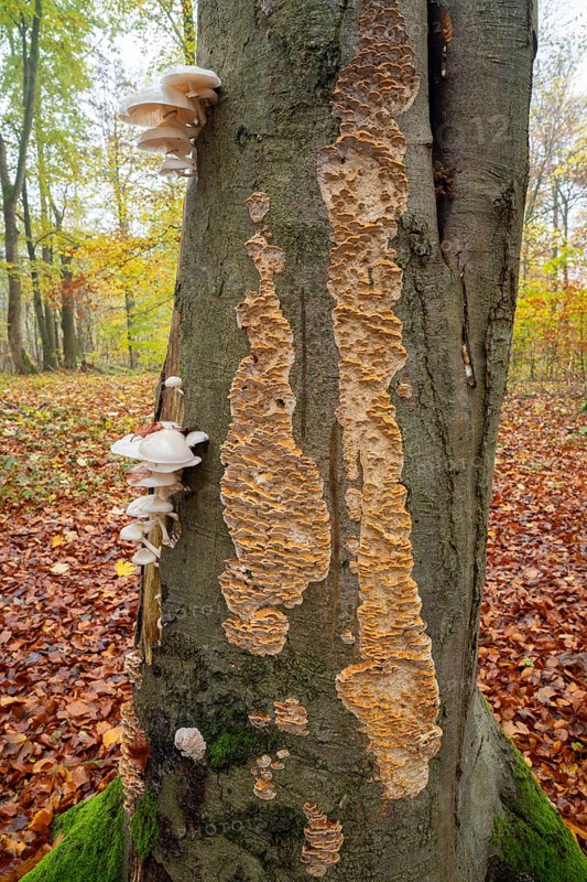 Ringed beech slime beetle (Oudemansiella mucida), fruiting body and the Silvery Porecrust, beech slime beetle (Inonotus nodulosus), fruiting body, on the trunk of a copper beech (Fagus sylvatica), Hainich National Park, Thuringia, Germany, Europe