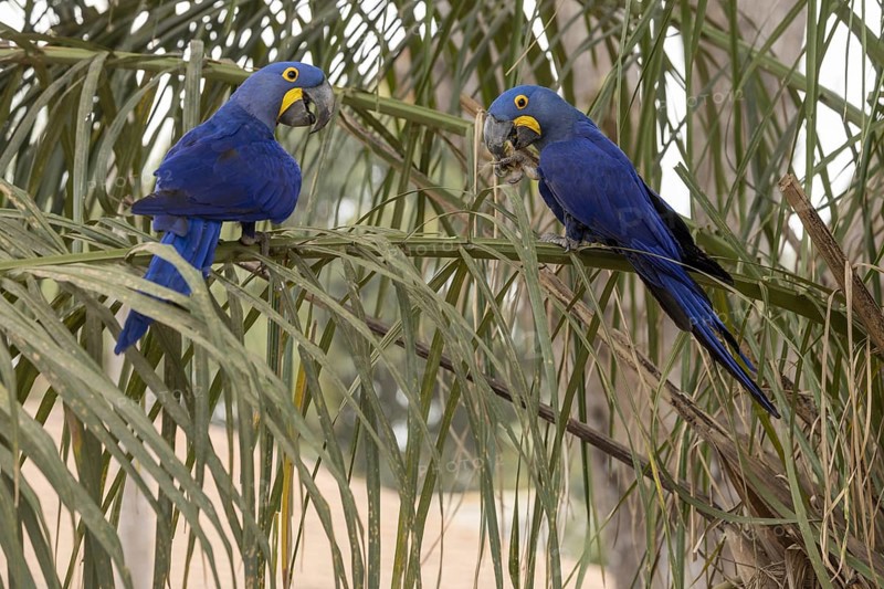Hyacinth Macaw (Anodorhynchus hyacinthinus), 2 birds, on palm leaves, Pantanal, Brazil, South America