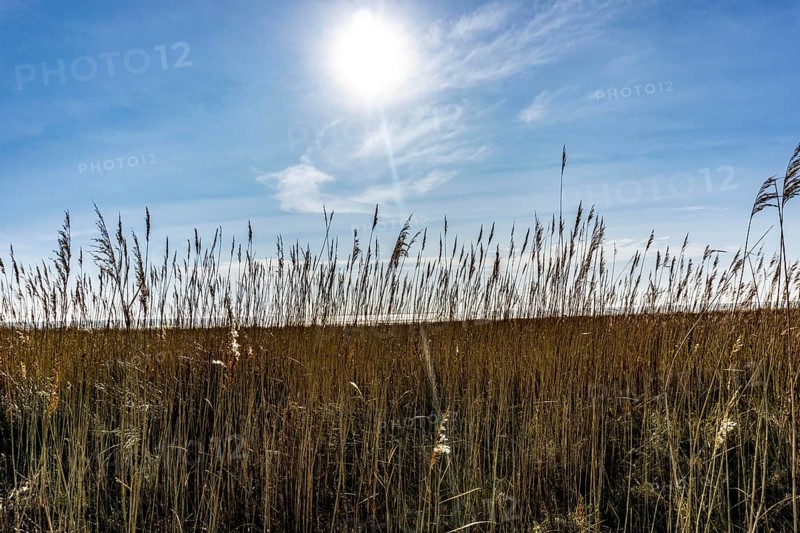 The East Frisian North Sea island of Juist in winter, marsh meadows in the west of the island, quiet zone in the Lower Saxony National Park, Germany, Europe