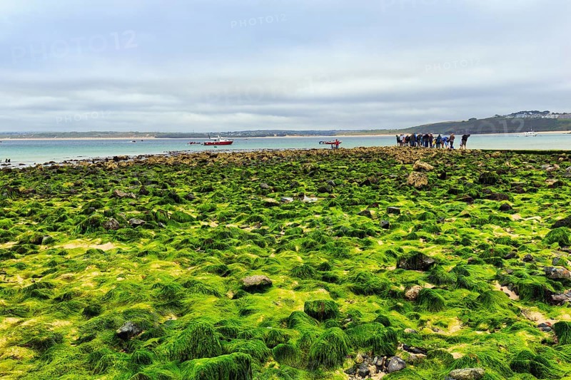 Boulders, seaweed, seaweed, view over St. Ives Bay, coastline, West Cornwall, England, Great Britain