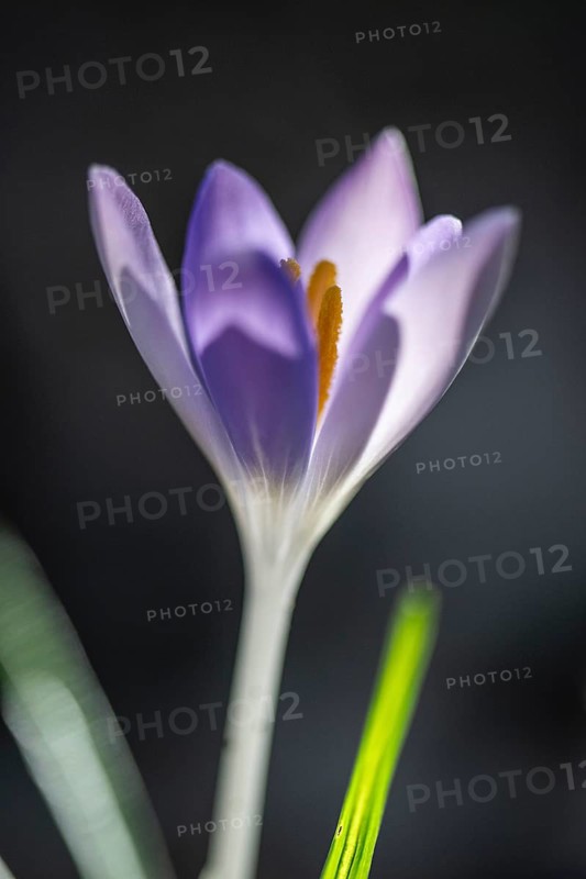 Elfin crocus (Crocus tommasianus), Emsland, Lower Saxony, Germany, Europe