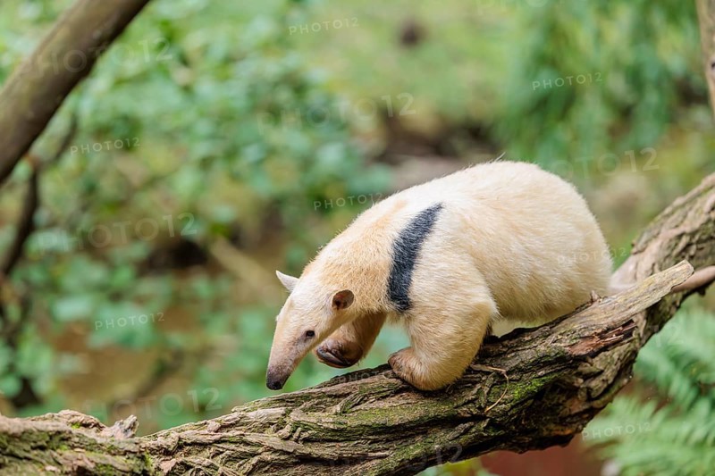A southern tamandua (Tamandua tetradactyla), walks on a branch of a tree in a forest