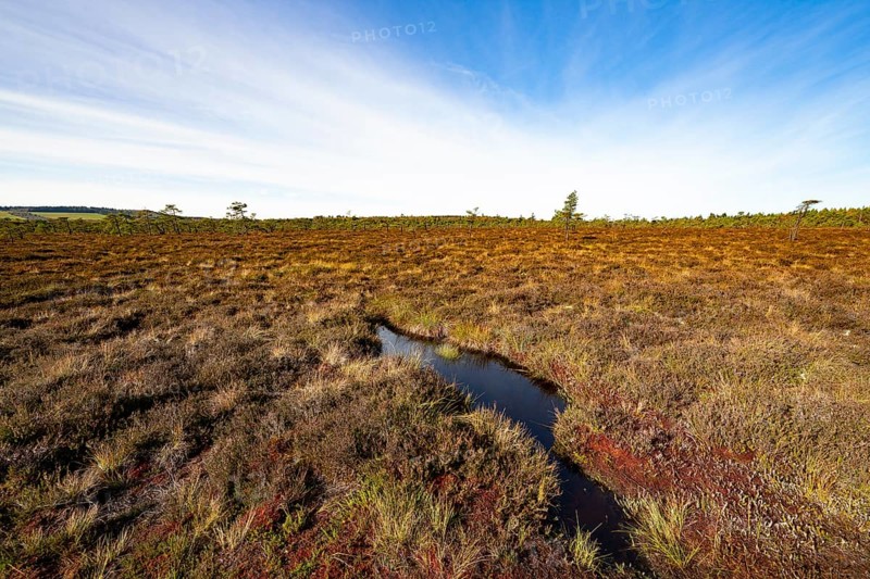 High moor Black Moor, blue sky and white clouds, near Fladungen, Bavarian Rhön Biosphere Reserve, Bavaria, Germany, Europe