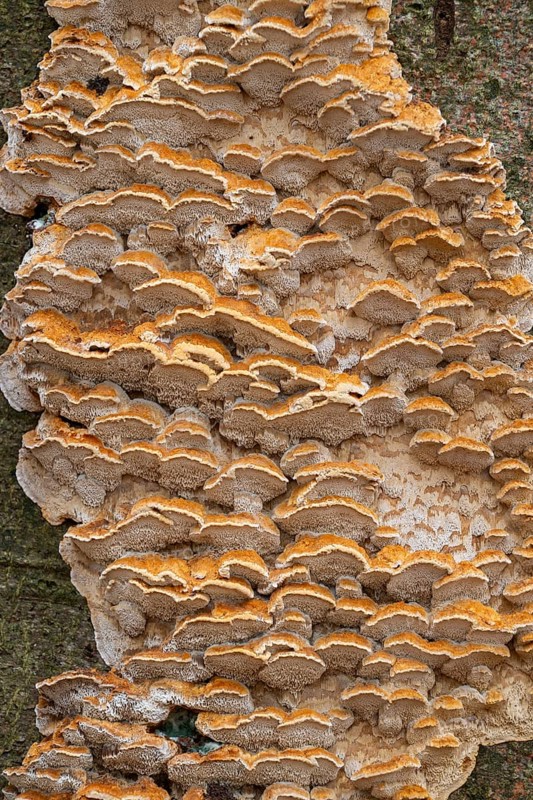 Silvery Porecrust, Beech Silvery Porecrust (Inonotus nodulosus), fruiting body on the trunk of a copper beech (Fagus sylvatica), Hainich National Park, Thuringia, Germany, Europe