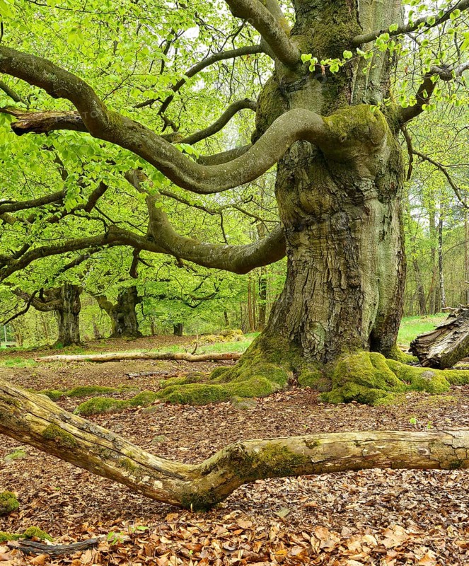 Gnarled old beech trees in the former Hutewald Halloh, Bad Wildungen, Kellerwald, Hesse, Germany, Europe