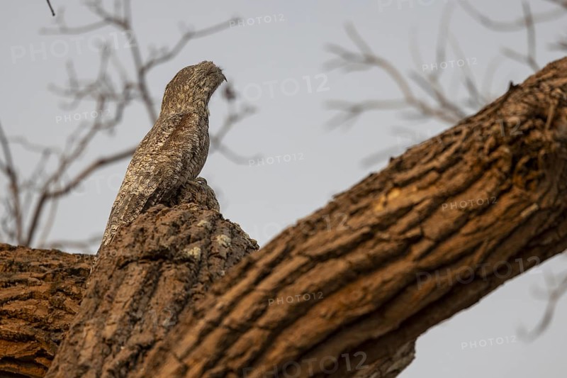Giant day dormouse (Nyctibius grandis), also known as giant swallower or giant urutau, Pantanal, Brazil, South America