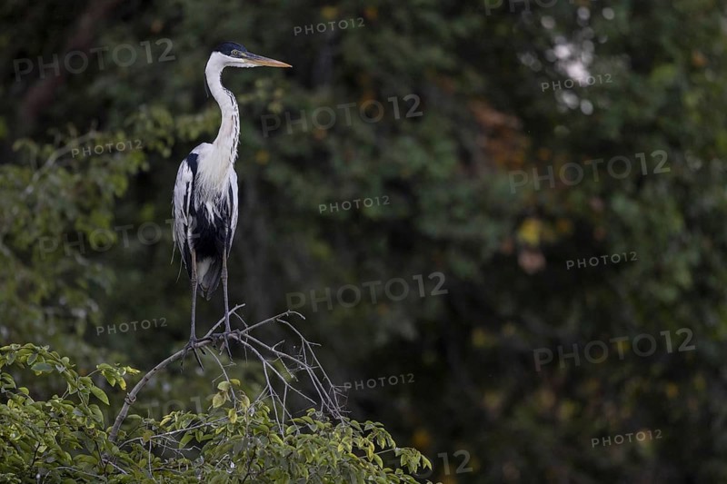 Cocoirei heron (Ardea cocoi), on branch, Rio Claro, Pantanal, Brazil, South America