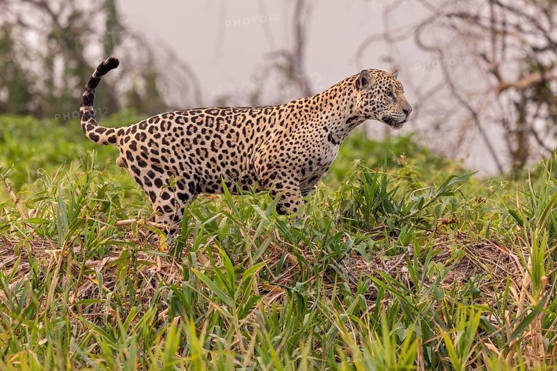 Jaguar (Panthera onca), upper edge of steep bank, Pantanal, Brazil, South America