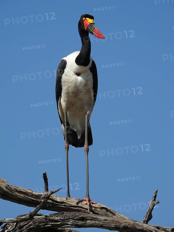 A majestic stork perched on a branch against a blue sky, Saddle-billed Stork (Ephippiorhynchus senegalensis), Moremi Game Reserve, Botswana, Africa