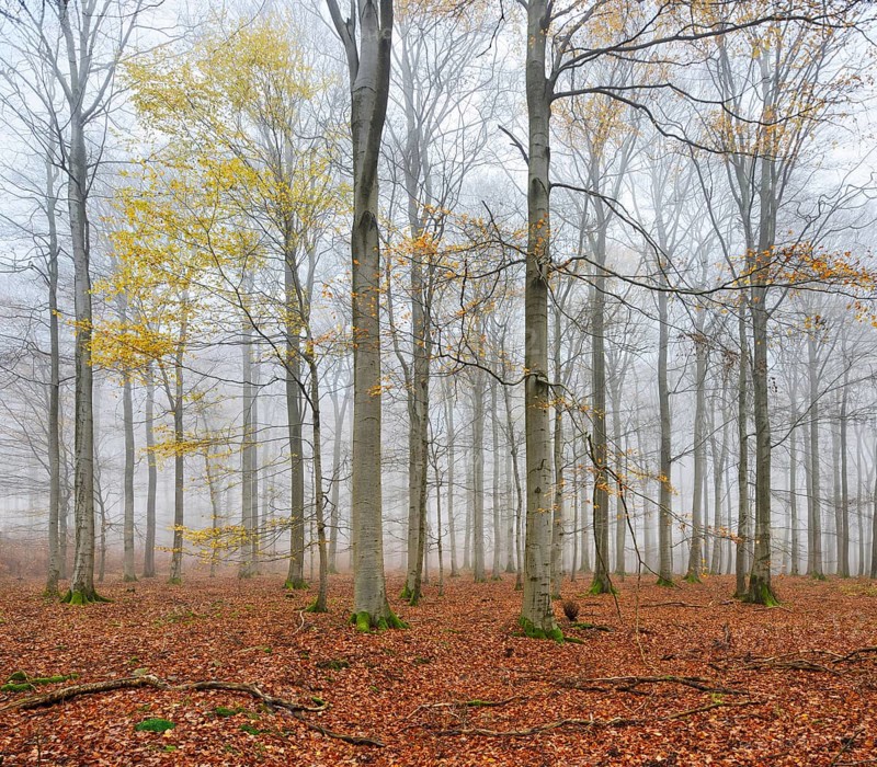 Beech forest, beech trees (fagus) with last yellow leaves in autumn, bare trees and fog, Kellerwald-Edersee National Park, Hesse, Germany, Europe