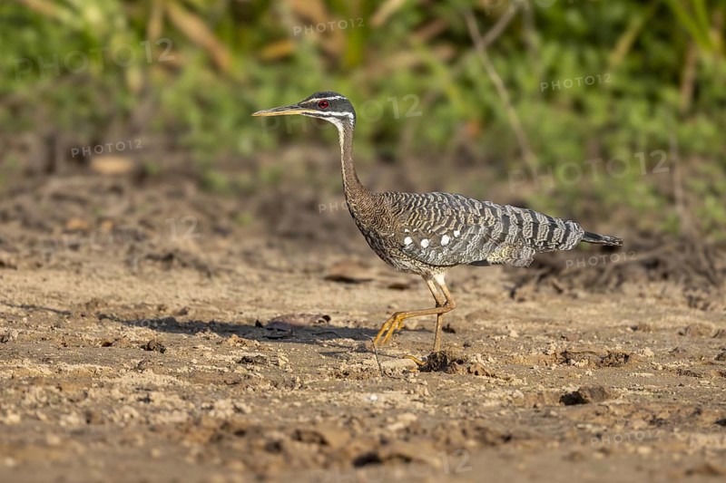 Sun rail (Eurypyga helias), sandbank, Pantanal, Brazil, South America