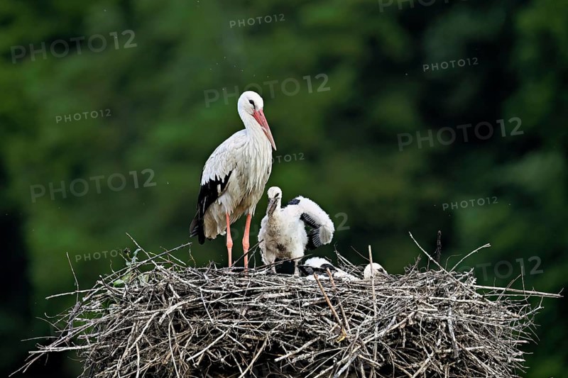 White stork (Ciconia ciconia), adult with two chicks standing on eyrie, Canton Aargau, Switzerland, Europe