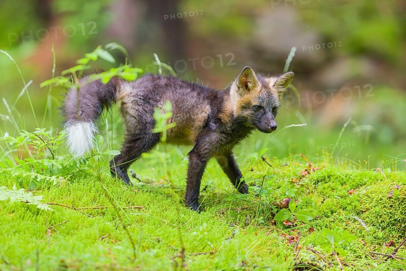 One young silver fox (Vulpes vulpes) exploring the surrounding of its den on the mossy forest floor