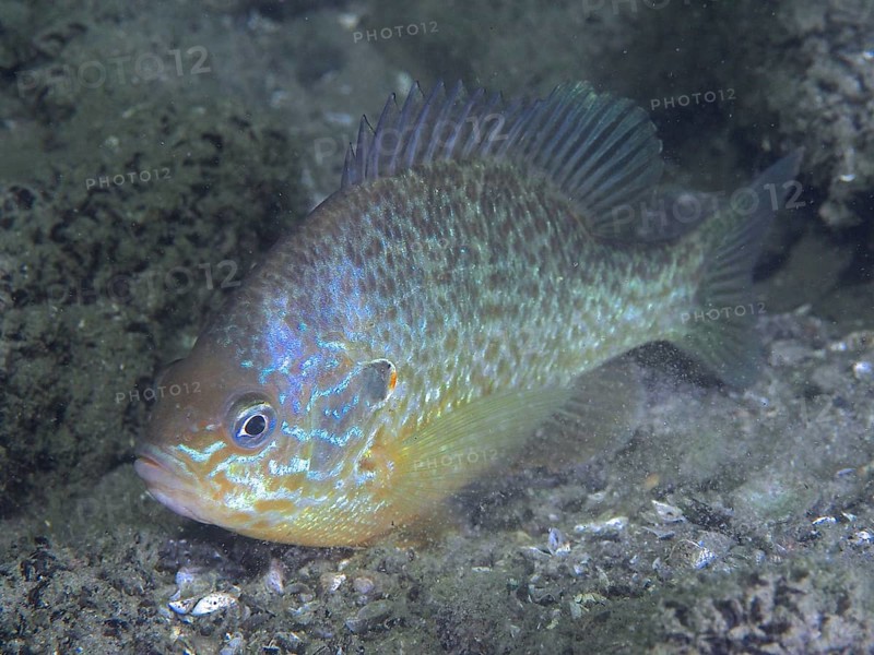 A colourful fish with shimmering scales, pumpkinseed sunfish (Lepomis gibbosus), over sandy bottom, dive site Großer Parkplatz, Herrliberg, Lake Zurich, Canton Zurich, Switzerland, Europe