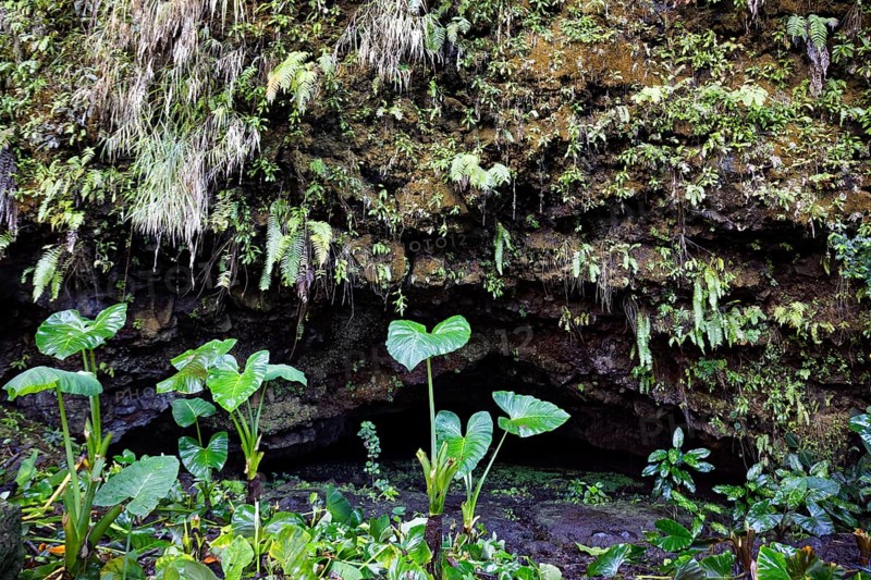 Grotto, small, filled with water, plants, different, various, Grottes De Mara'a, Paea, Tahiti-Nui, Tahiti, Society Islands, Leeward Islands, French Polynesia, Oceania