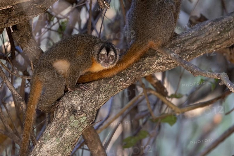Azaras night monkey (Aotus azarae), in a tree, Pantanal, Brazil, South America