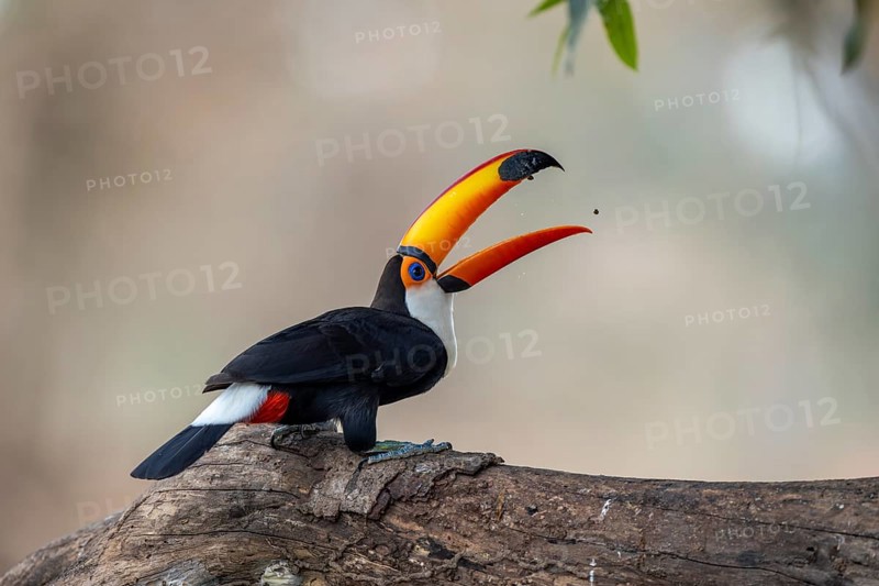 Giant toucan (Ramphastos toco), throws up food, Pantanal, Brazil, South America