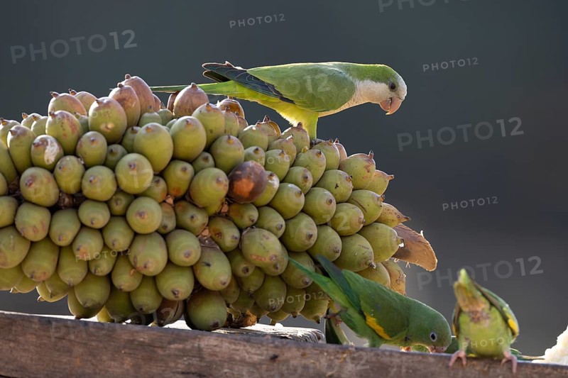 Monk parakeet (Myiopsitta monachus), on palm fruit, Pantanal, Brazil, South America