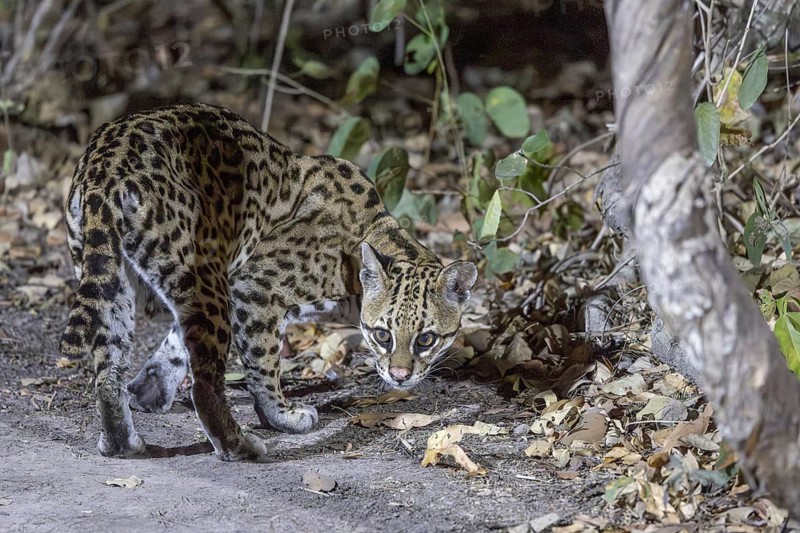 Ocelot (Leopardus pardalis), on the ground, Pantanal, Brazil, South America