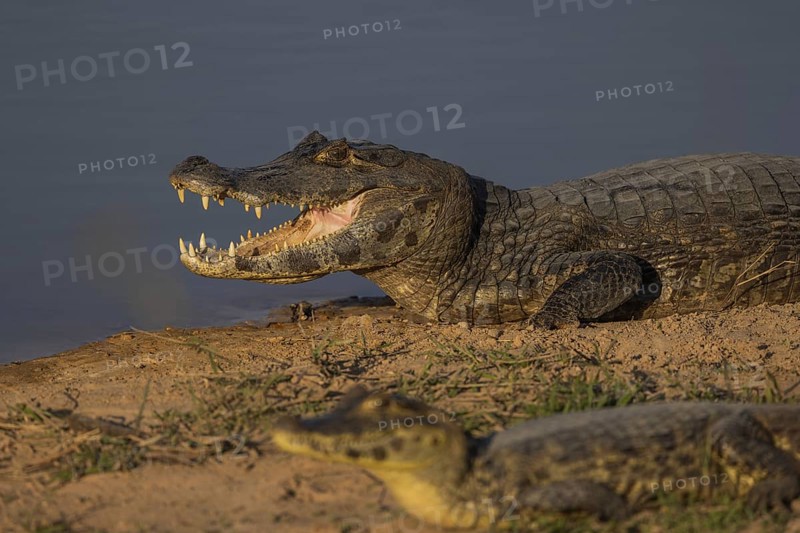 Spectacled caiman (Caiman yacare), lying on the bank, open mouth, portrait, Pantanal, Brazil, South America