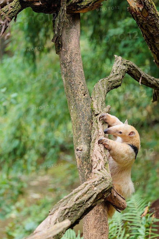 A southern tamandua (Tamandua tetradactyla), climbs up a tree in a forest
