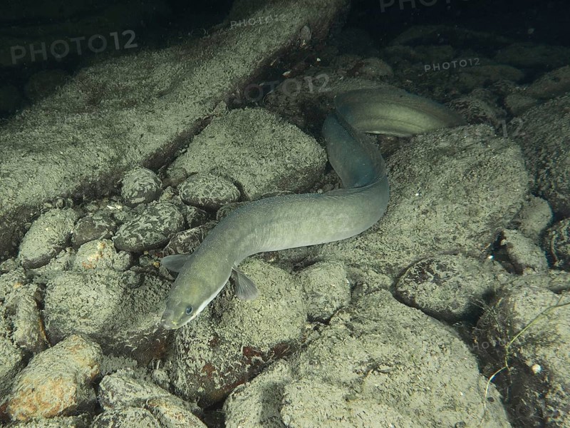 European eel (Anguilla anguilla) resting in the water at night on a grey rocky substrate, Zollbrücke dive site, Rheinau, Canton of Zurich, Rhine, Upper Rhine, Switzerland, Germany, Europe