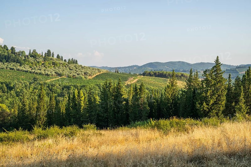 Tuscan landscape, country estate with vineyards, forests, olive trees and cypresses in Chianti, Chianti Region, Tuscany, Italy, Europe