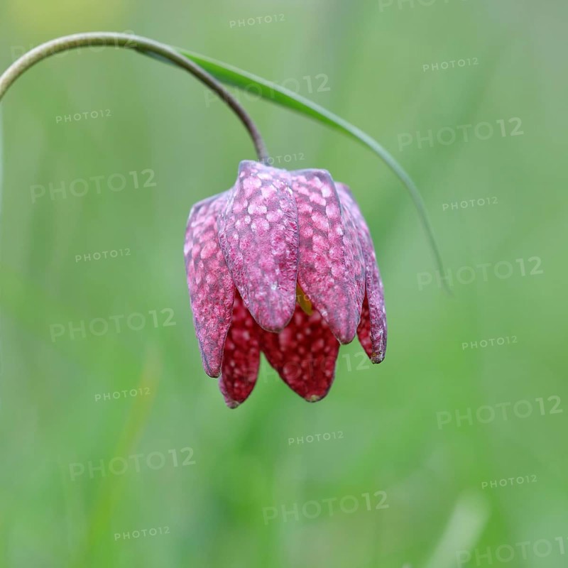 Snake's Head Fritillary (Fritillaria meleagris), single flower in a meadow, close-up, inflorescence, early bloomer, spring, Wilnsdorf, North Rhine-Westphalia, Germany, Europe