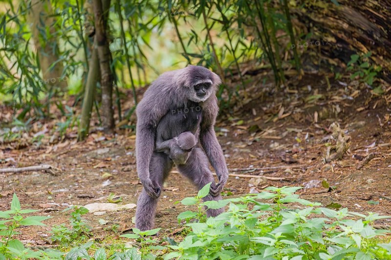 A female silver gibbon (Hylobates moloch) or Java gibbon walks across the forest floor with her baby in her arms